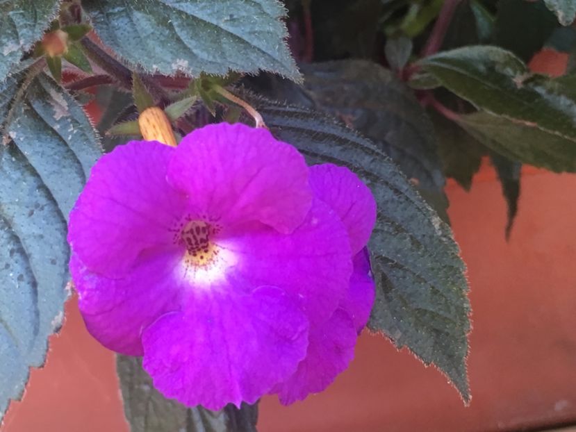 Purple king - Achimenes 2018