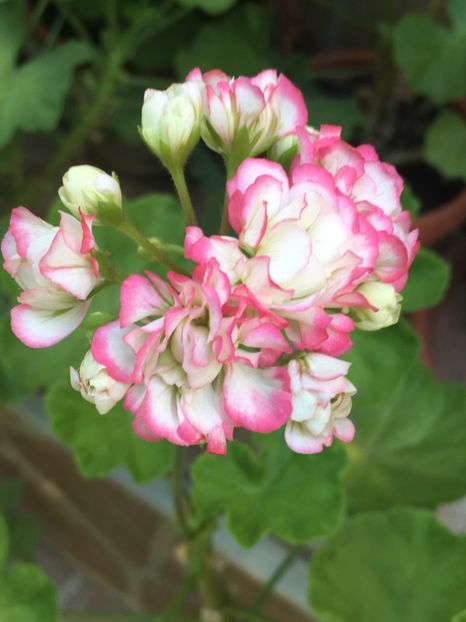  - Appleblossom Rosebud