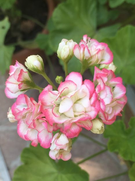  - Appleblossom Rosebud