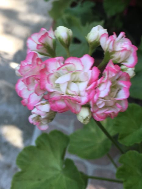  - Appleblossom Rosebud