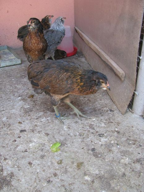  - ARAUCANA GIT AURIU SERIA 2-3