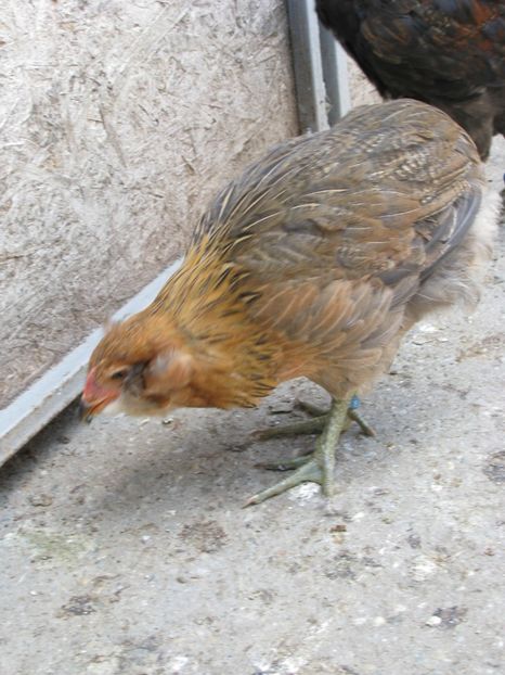  - ARAUCANA GIT AURIU SERIA 2-3