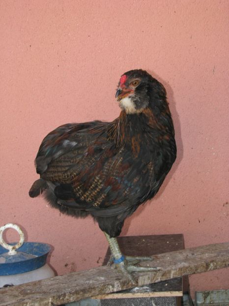  - ARAUCANA GIT AURIU SERIA 2-3