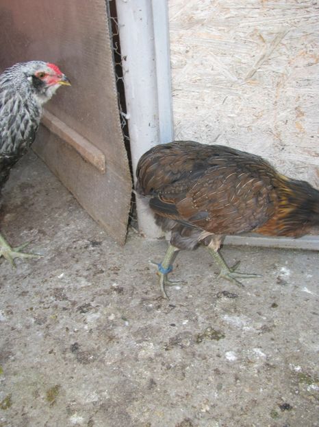  - ARAUCANA GIT AURIU SERIA 2-3