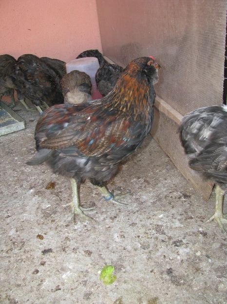  - ARAUCANA GIT AURIU SERIA 2-3