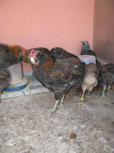  - ARAUCANA GIT AURIU SERIA 2-3