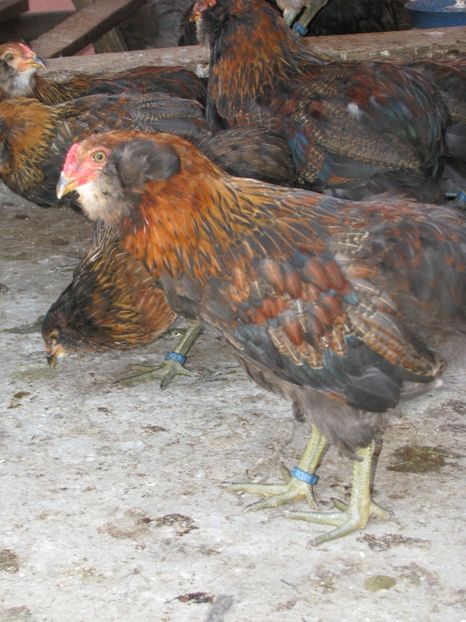  - ARAUCANA GIT AURIU SERIA 2-3