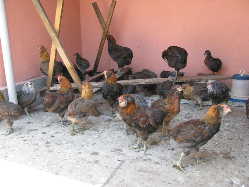  - ARAUCANA GIT AURIU SERIA 2-3