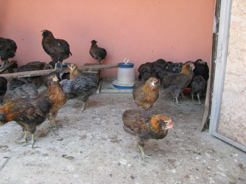  - ARAUCANA GIT AURIU SERIA 2-3