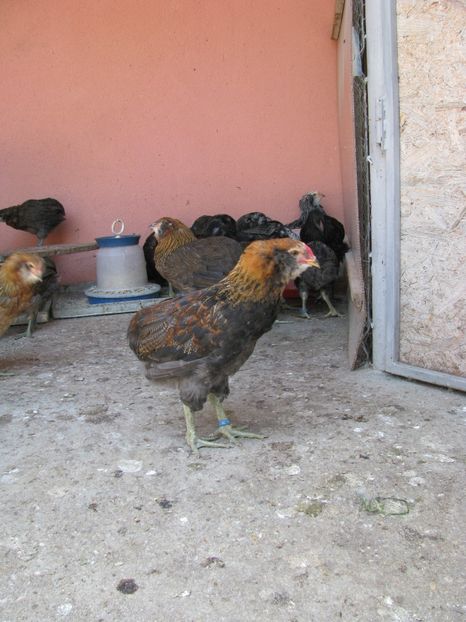  - ARAUCANA GIT AURIU SERIA 2-3