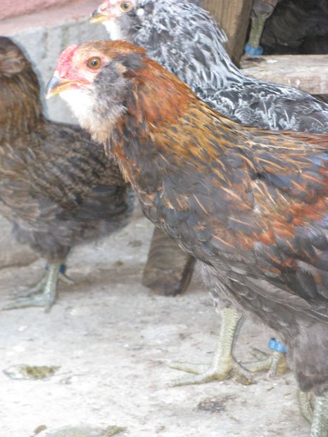  - ARAUCANA GIT AURIU SERIA 2-3