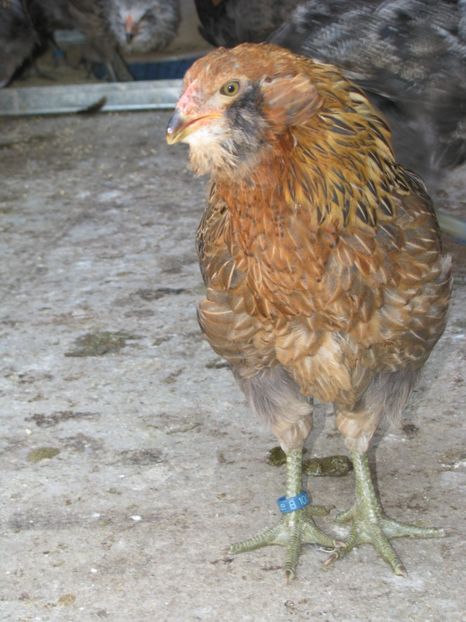  - ARAUCANA GIT AURIU SERIA 2-3