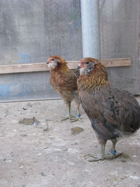  - ARAUCANA GIT AURIU SERIA 2-3