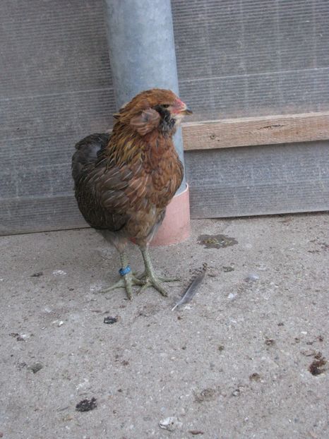  - ARAUCANA GIT AURIU SERIA 2-3