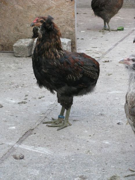  - ARAUCANA GIT AURIU SERIA 2-3