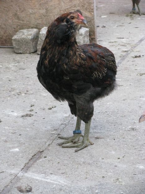  - ARAUCANA GIT AURIU SERIA 2-3