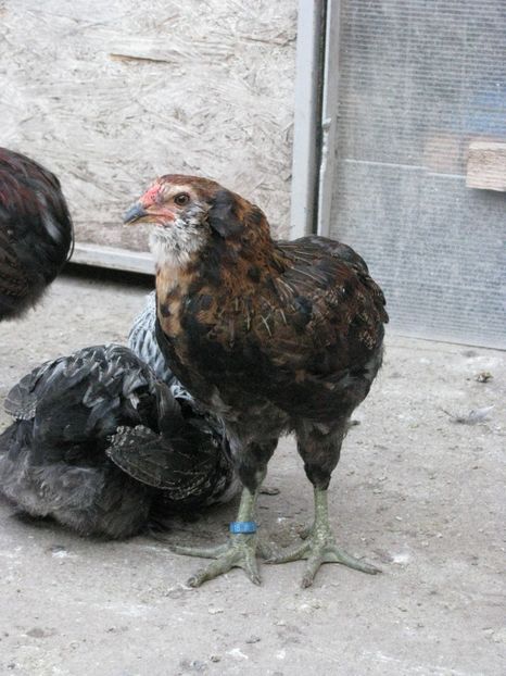  - ARAUCANA GIT AURIU SERIA 2-3