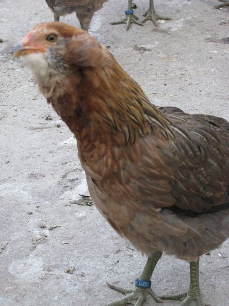  - ARAUCANA GIT AURIU SERIA 2-3