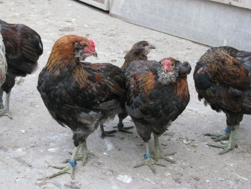  - ARAUCANA GIT AURIU SERIA 2-3