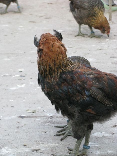  - ARAUCANA GIT AURIU SERIA 2-3