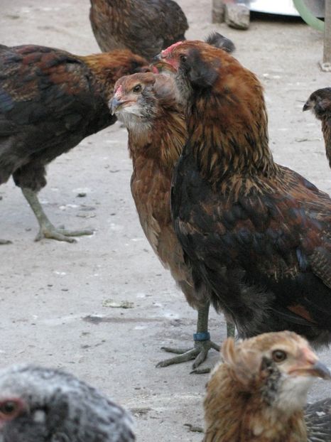  - ARAUCANA GIT AURIU SERIA 2-3