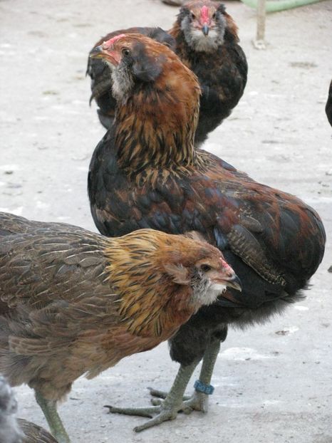  - ARAUCANA GIT AURIU SERIA 2-3