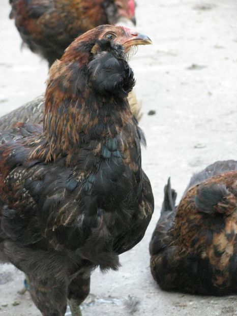  - ARAUCANA GIT AURIU SERIA 2-3