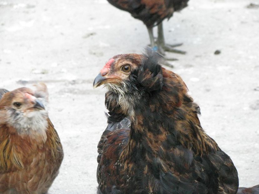  - ARAUCANA GIT AURIU SERIA 2-3