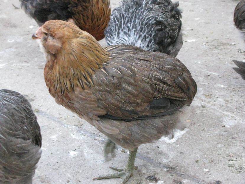  - ARAUCANA GIT AURIU SERIA 2-3