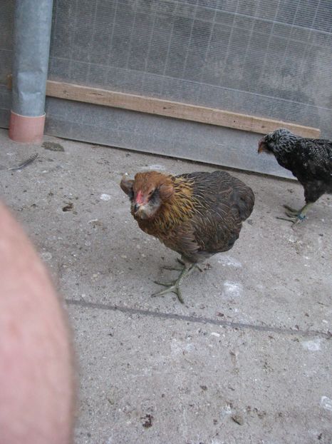  - ARAUCANA GIT AURIU SERIA 2-3