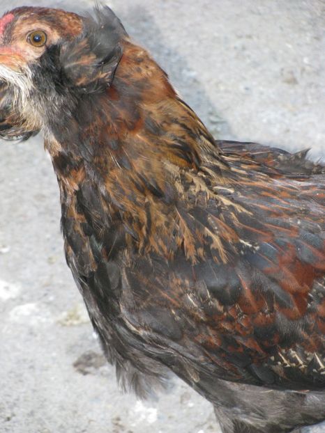  - ARAUCANA GIT AURIU SERIA 2-3