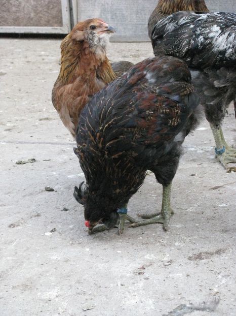  - ARAUCANA GIT AURIU SERIA 2-3