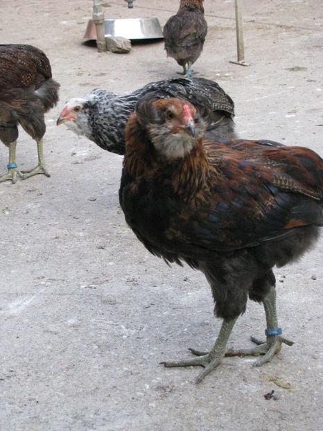  - ARAUCANA GIT AURIU SERIA 2-3