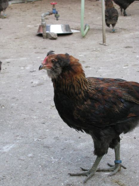  - ARAUCANA GIT AURIU SERIA 2-3