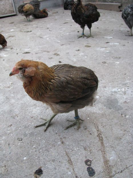  - ARAUCANA GIT AURIU SERIA 2-3