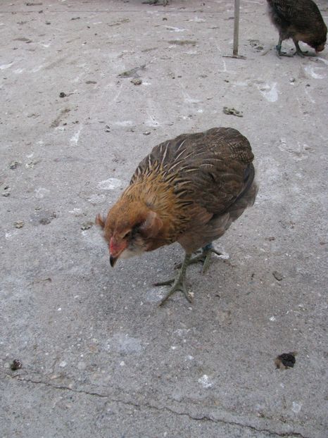  - ARAUCANA GIT AURIU SERIA 2-3