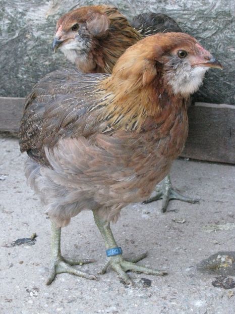  - ARAUCANA GIT AURIU SERIA 2-3