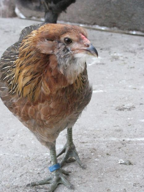  - ARAUCANA GIT AURIU SERIA 2-3