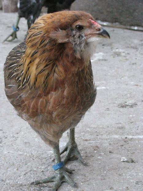  - ARAUCANA GIT AURIU SERIA 2-3