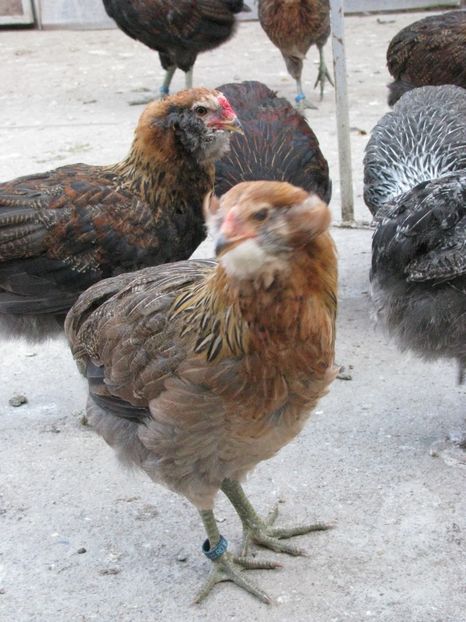  - ARAUCANA GIT AURIU SERIA 2-3