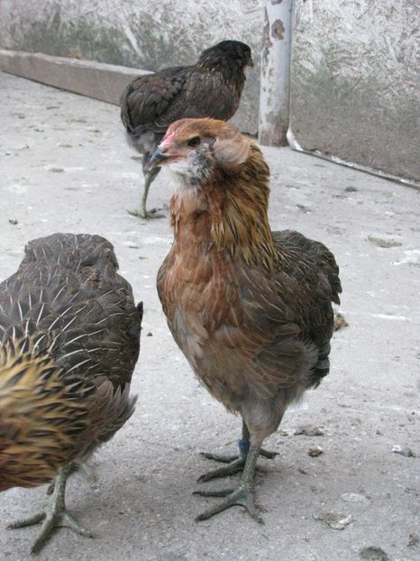  - ARAUCANA GIT AURIU SERIA 2-3