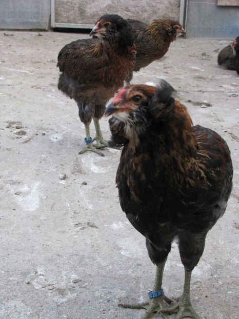  - ARAUCANA GIT AURIU SERIA 2-3