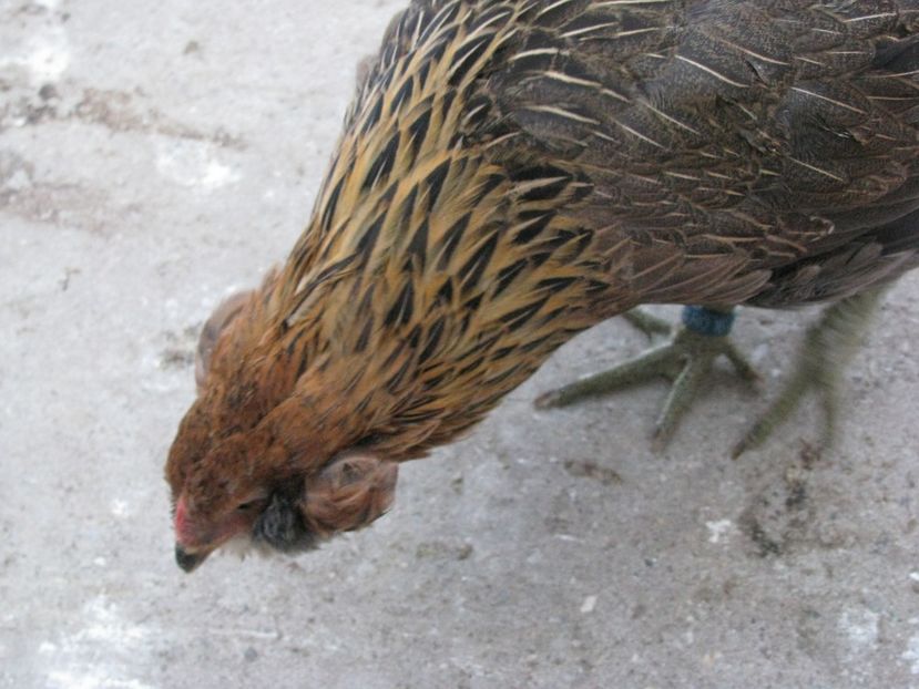  - ARAUCANA GIT AURIU SERIA 2-3