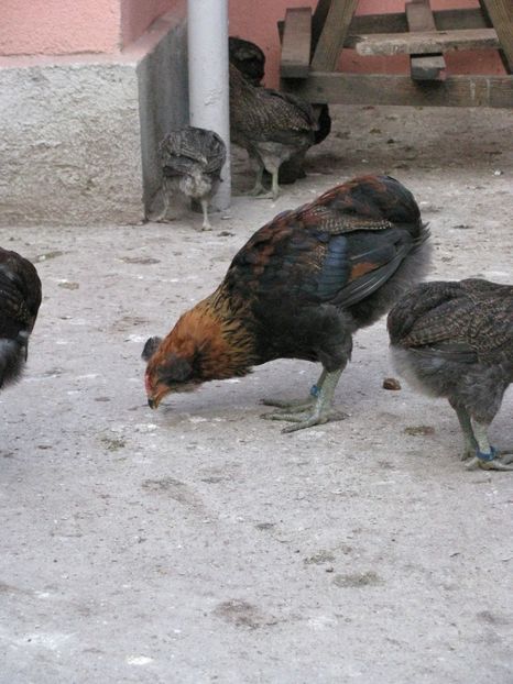  - ARAUCANA GIT AURIU SERIA 2-3