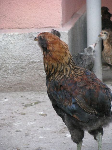  - ARAUCANA GIT AURIU SERIA 2-3