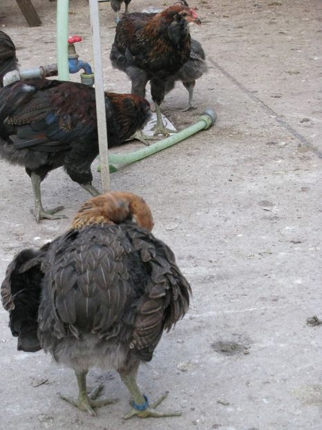  - ARAUCANA GIT AURIU SERIA 2-3