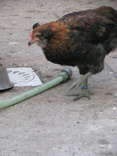  - ARAUCANA GIT AURIU SERIA 2-3