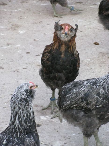  - ARAUCANA GIT AURIU SERIA 2-3