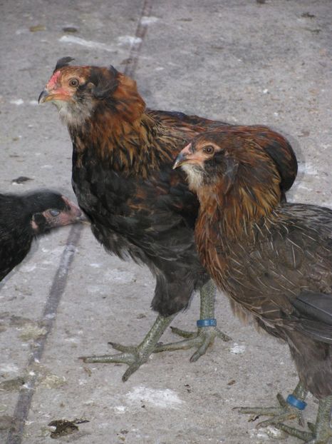  - ARAUCANA GIT AURIU SERIA 2-3