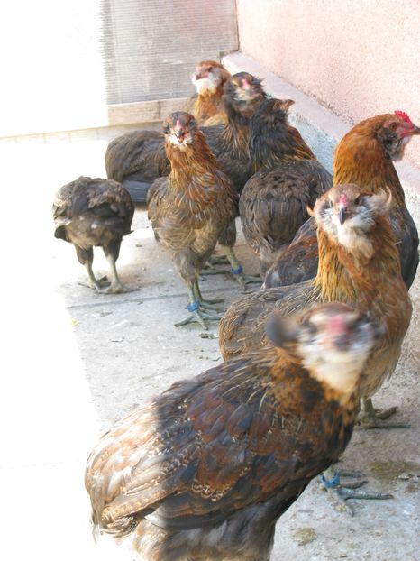  - TINERET ARAUCANA SALBATIC 2018